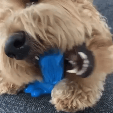 Pet grinding toothbrush - FUR VIVIA